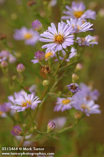 Pacific Aster blossoms detail
