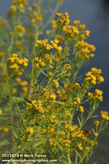 Western Goldenrod