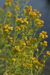 Western Goldenrod