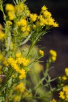 Western Goldenrod blossoms detail