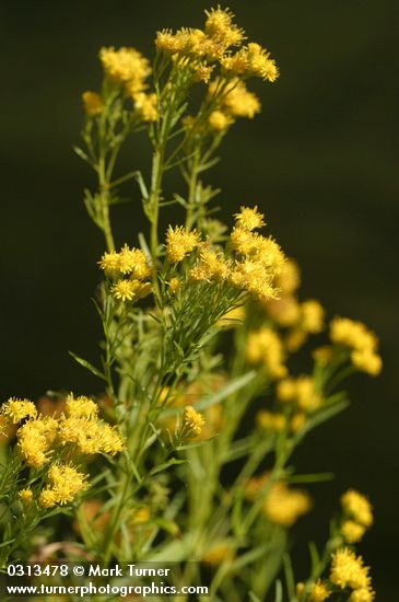 Western Goldenrod blossoms