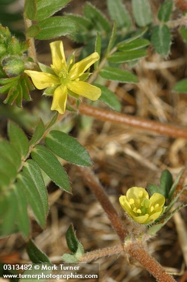 Puncture Vine blossoms & foliage detail