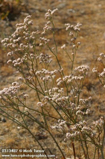 Tall Buckwheat blossoms