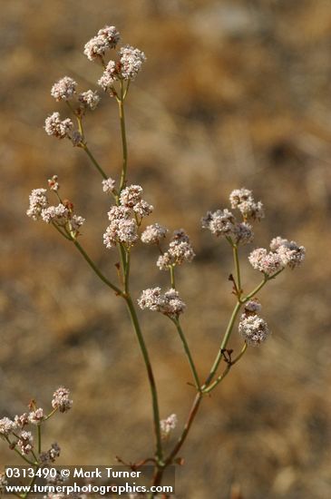 Tall Buckwheat blossoms detail