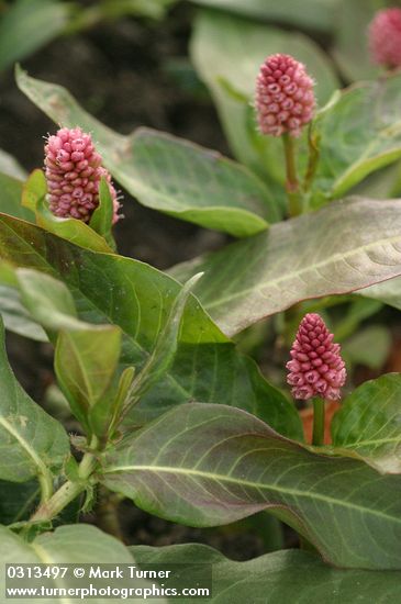 Water Smartweed blossoms & foliage detail