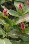 Water Smartweed blossoms & foliage detail