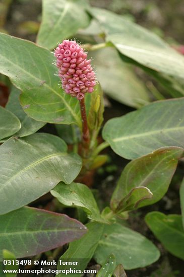 Water Smartweed blossom & foliage detail