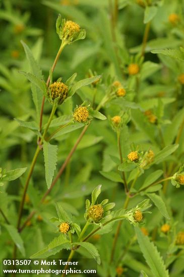 Big Devils Beggartick blossoms & foliage