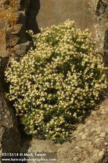 Columbia Goldenweed on basalt cliff