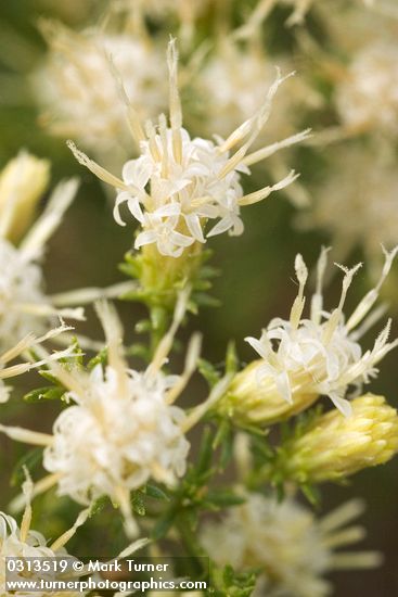 Columbia Goldenweed blossoms detail