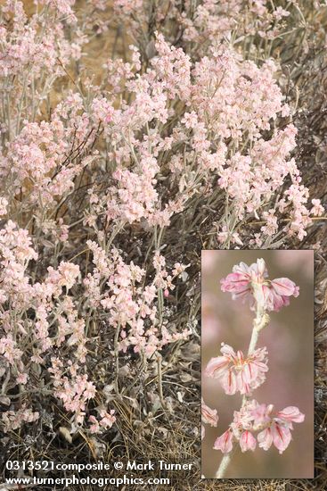 Snow Desert Buckwheat