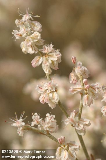Snow Desert Buckwheat blossoms detail
