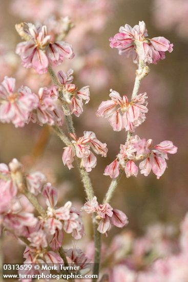 Snow Desert Buckwheat blossoms detail