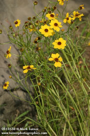 Columbia Coreopsis