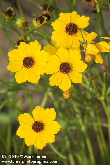 Columbia Coreopsis blossoms detail