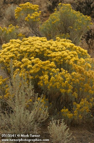 Gray Rabbitbrush