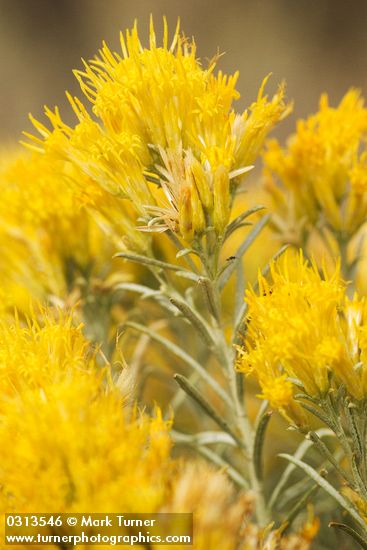 Gray Rabbitbrush blossoms & foliage detail