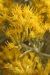 Gray Rabbitbrush blossoms extreme detail