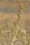 Big Sagebrush blossoms & foliage