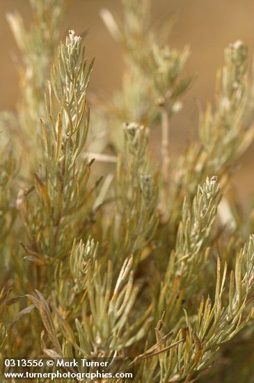 Rigid Sagebrush foliage & flower buds