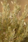 Rigid Sagebrush foliage & flower buds