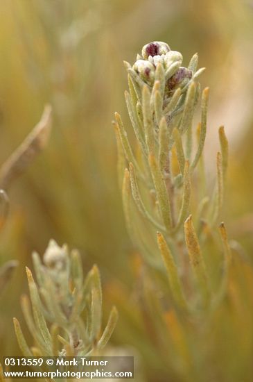 Rigid Sagebrush foliage & flower buds extreme detail