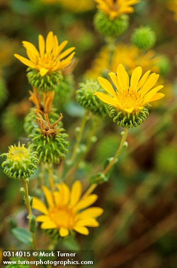 Low Gumweed blossoms