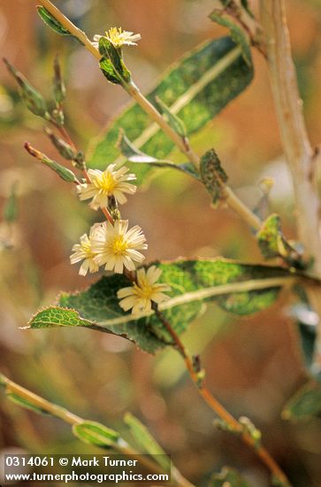Prickly Lettuce blossoms & foliage, backlit
