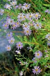 Western Aster