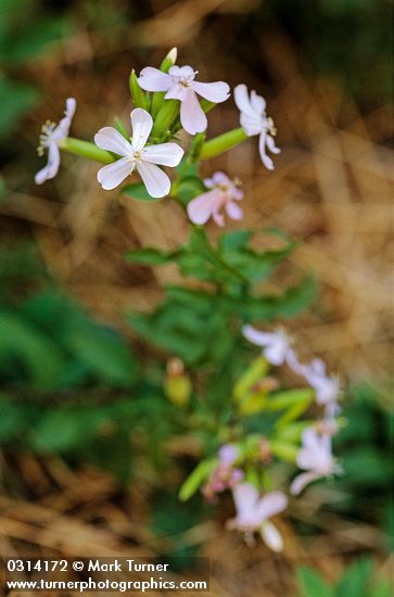 Soapwort