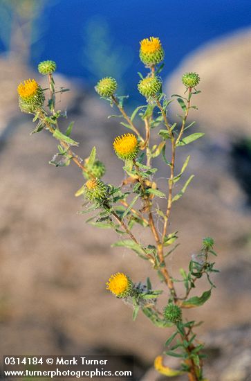 Columbia River Gumweed