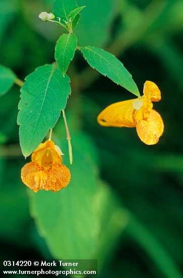 Cape Jewelweed (Orange Balsam) blossoms & foliage detail