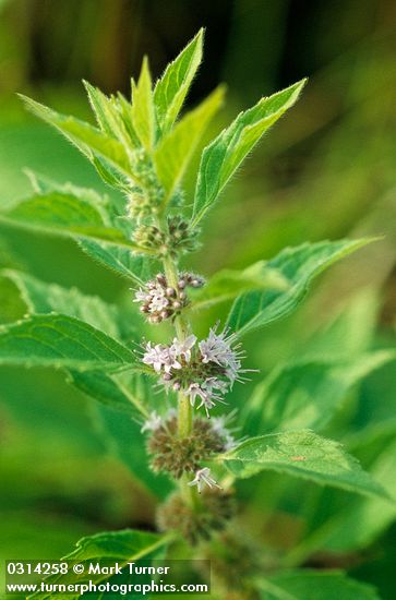 Field Mint blossoms & foliage detail