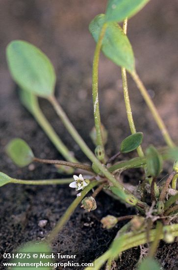 Mudwort blossom & foliage detail
