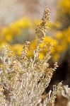 Big Sagebrush blossoms & foliage