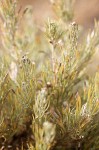 Rigid Sagebrush foliage & flower buds detail
