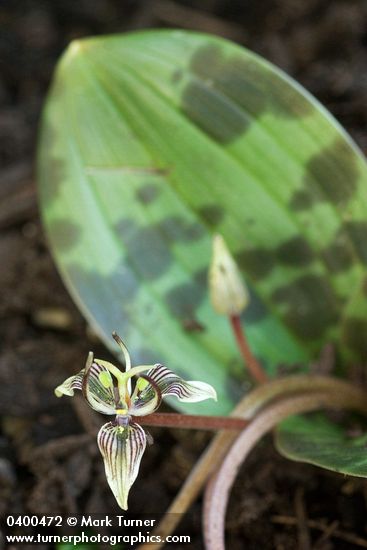 Fetid Adder's Tongue