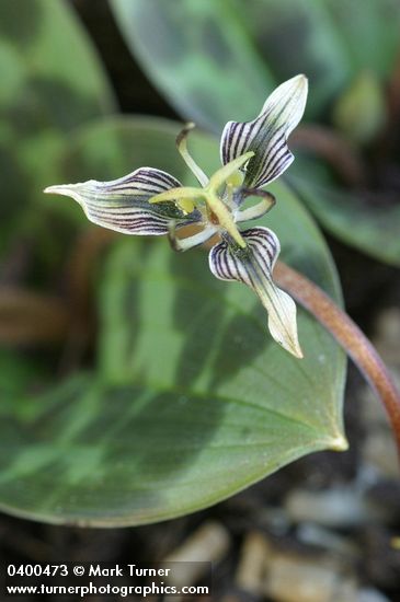 Fetid Adder's Tongue blossom detail