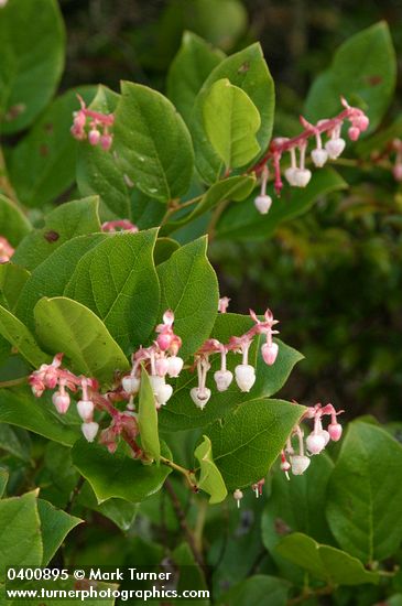Salal blossoms & foliage