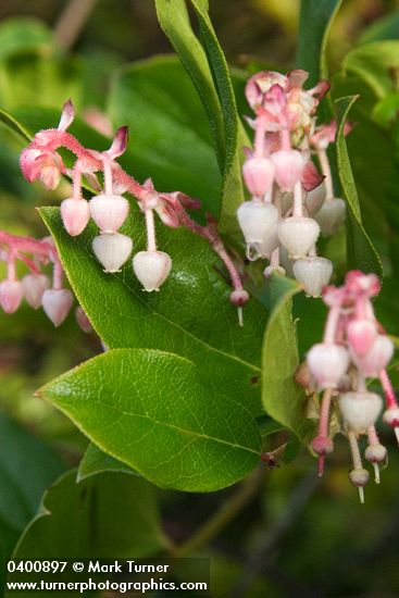 Salal blossoms & foliage detail