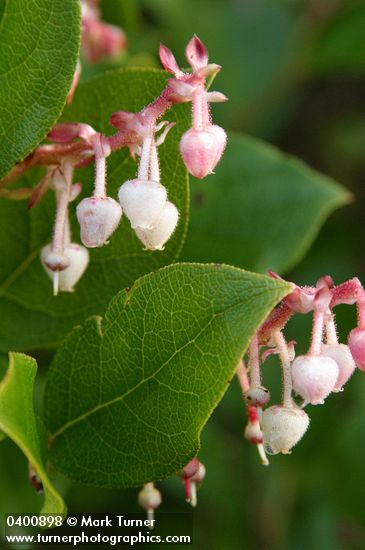 Salal blossoms & foliage detail