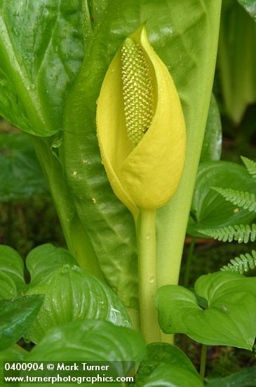 Yellow Skunk Cabbage