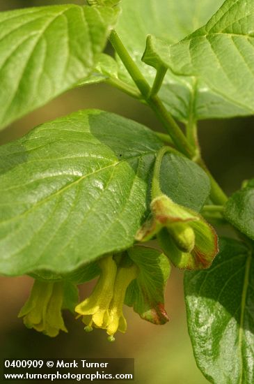 Black Twinberry blossoms & foliage