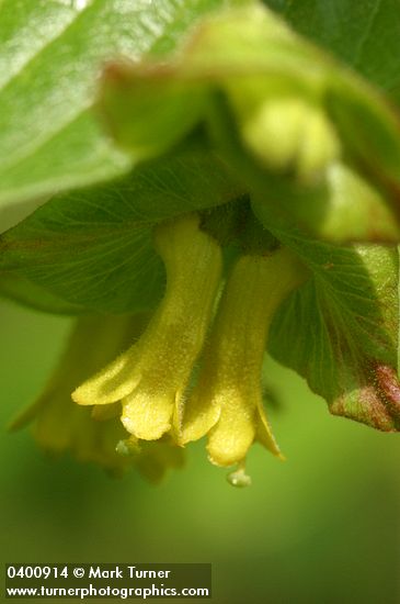 Black Twinberry blossoms detail