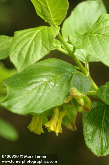 Black Twinberry blossoms & foliage