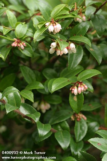 Evergreen Huckleberry