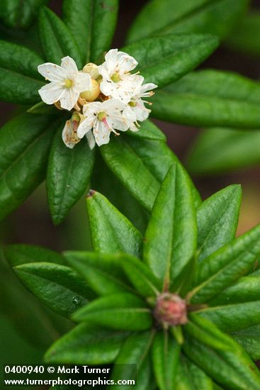 Bog Labrador Tea blossoms & foliage