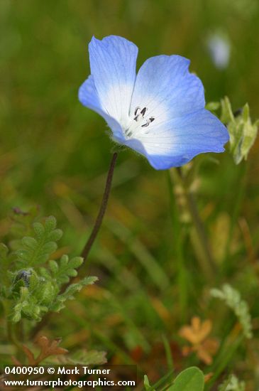 Baby Blue-eyes blossom & foliage detail