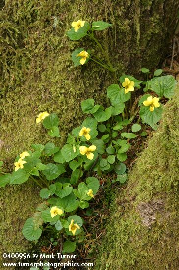 Smooth Yellow Violets among moss in crotch of tree