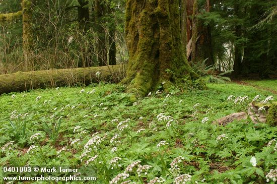 Sweet Colt's Foot carpets forest floor